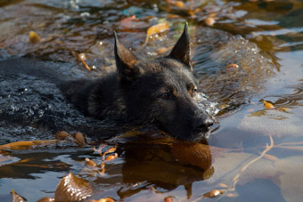 German Shephard swimming in kelp bed Sitka ALaska