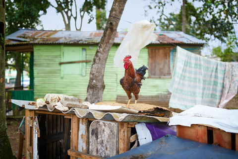 backyard rooster dominican republic